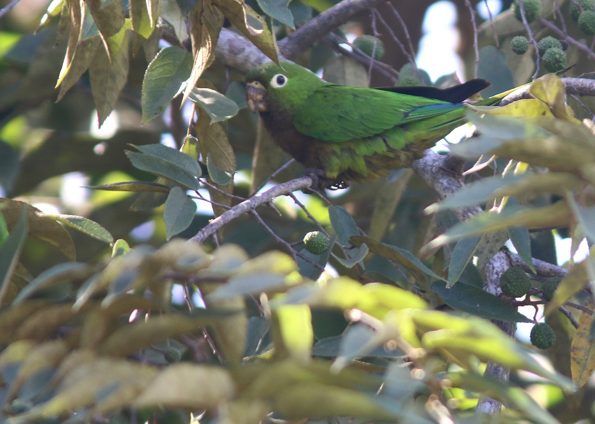 Olive-throated Parakeet - Jared Clarke