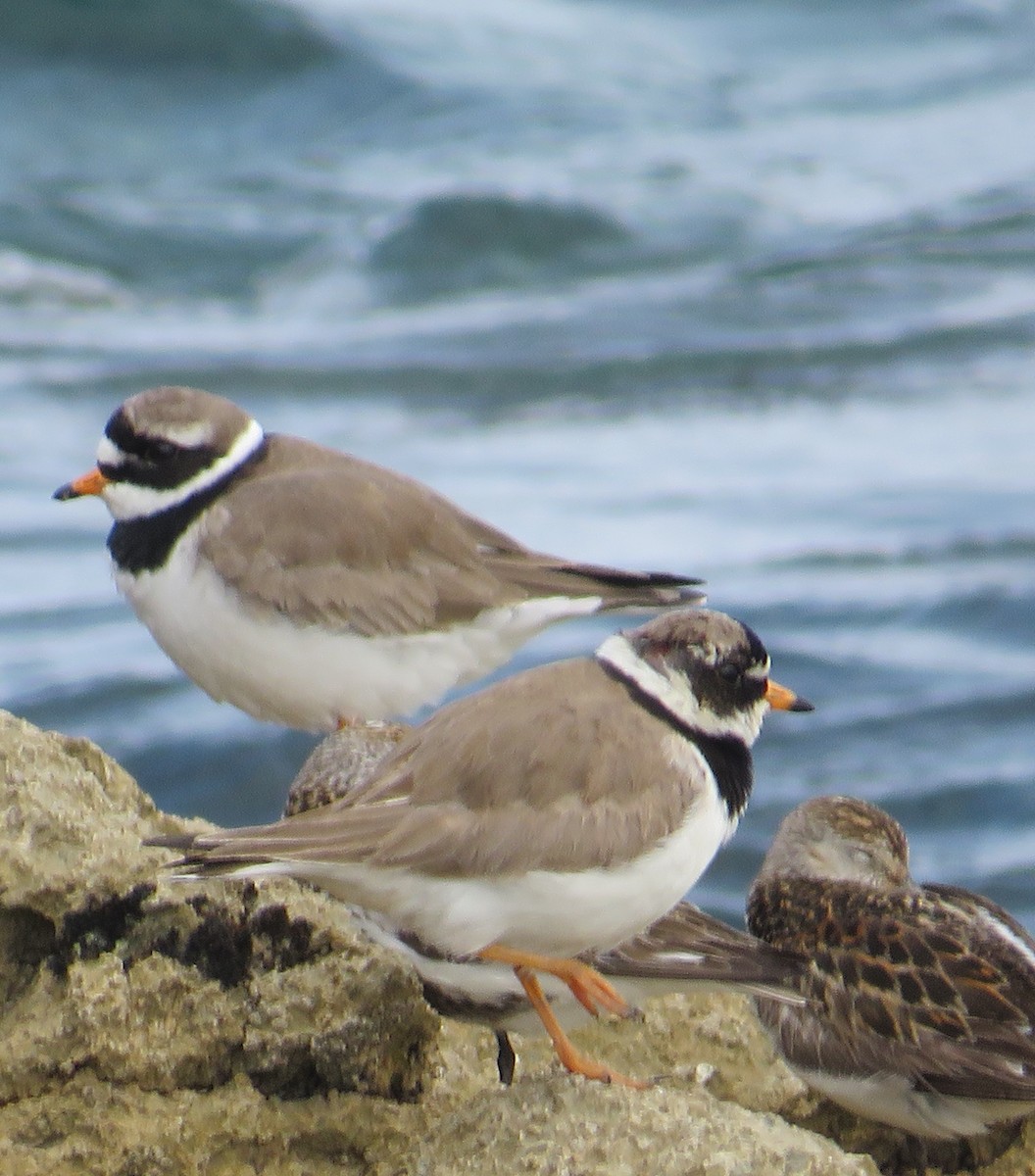 Common Ringed Plover - ML618258667