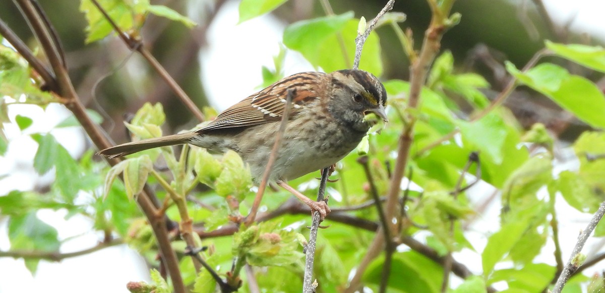 White-throated Sparrow - ML618258670