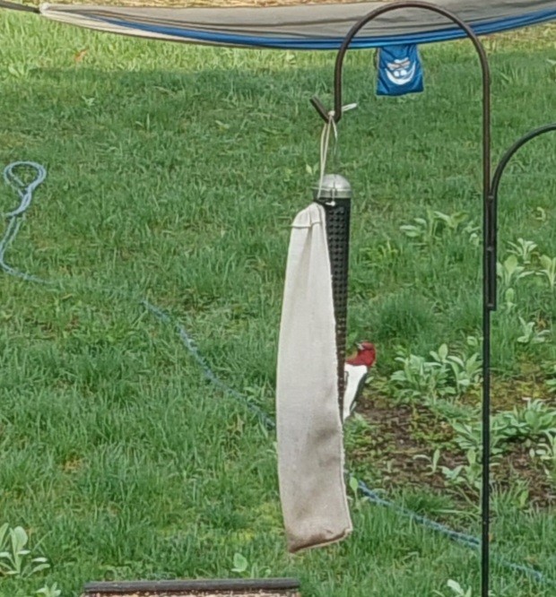 Red-headed Woodpecker - ML618258673