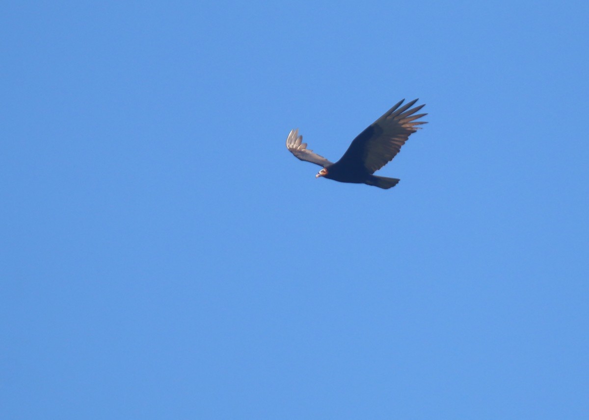 Lesser Yellow-headed Vulture - ML618258680