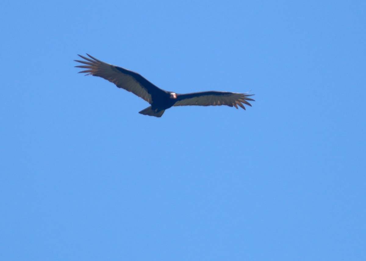Lesser Yellow-headed Vulture - ML618258682