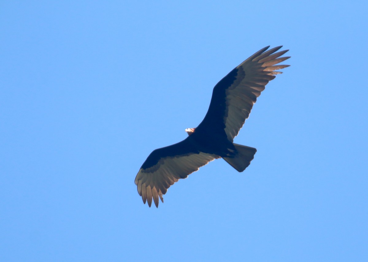 Lesser Yellow-headed Vulture - ML618258683