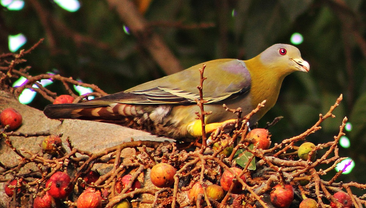 Yellow-footed Green-Pigeon - ML618258697
