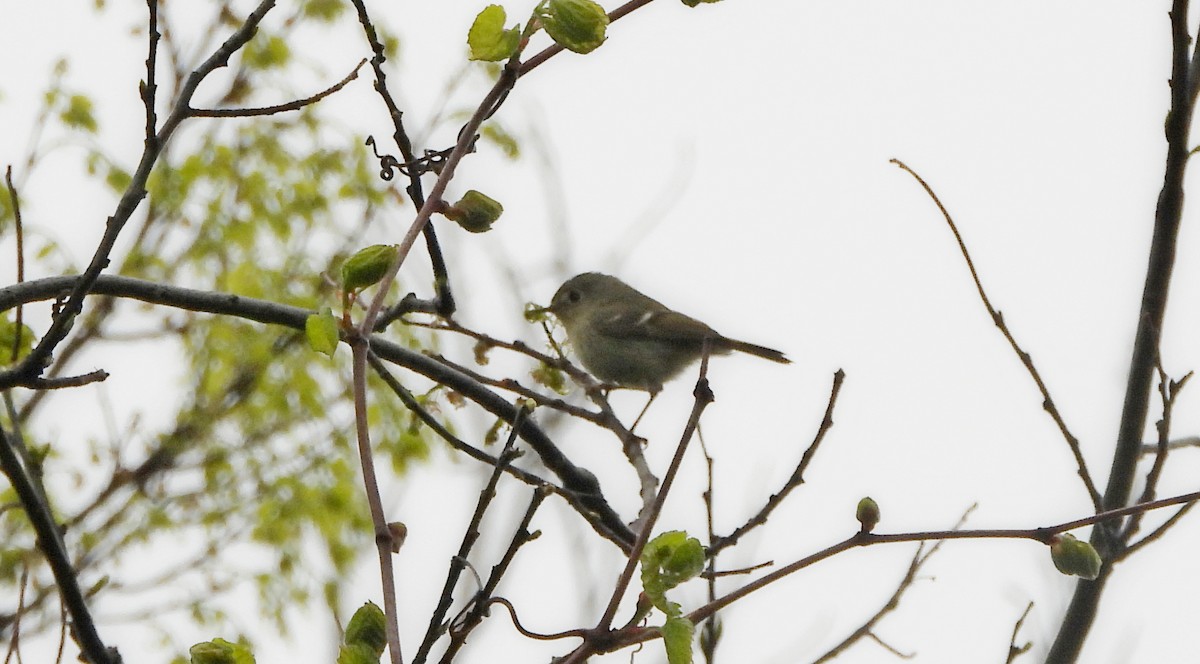 Ruby-crowned Kinglet - Annette Daughdrill