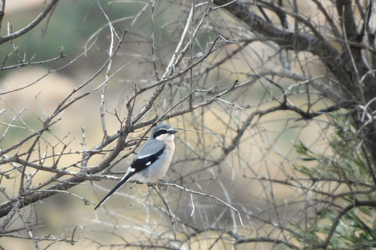 Iberian Gray Shrike - ML618258732