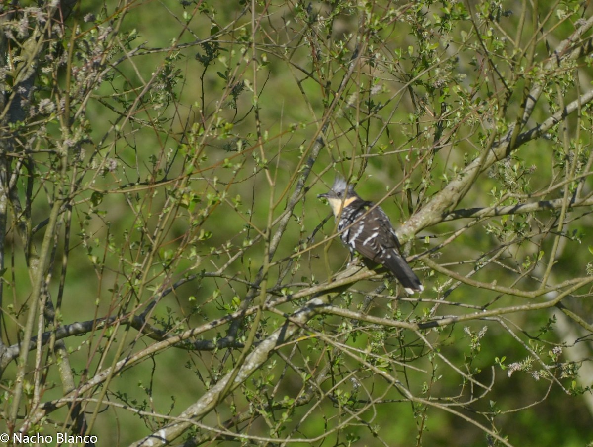 Great Spotted Cuckoo - ML618258754