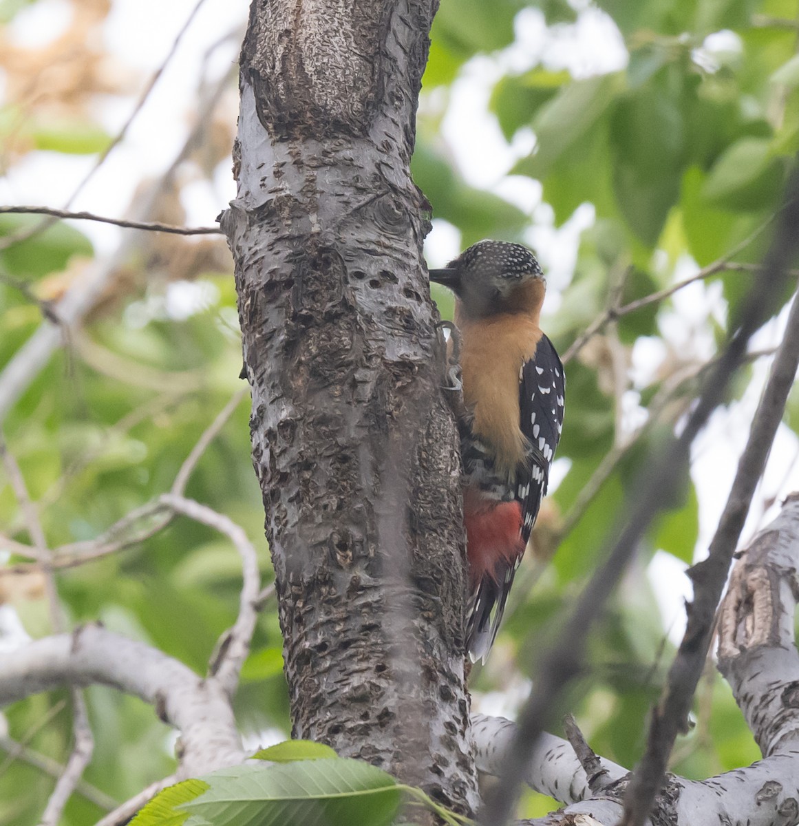 Rufous-bellied Woodpecker - ML618258759