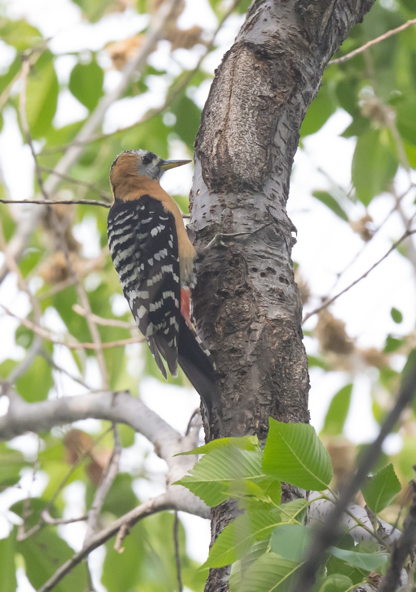 Rufous-bellied Woodpecker - ML618258760
