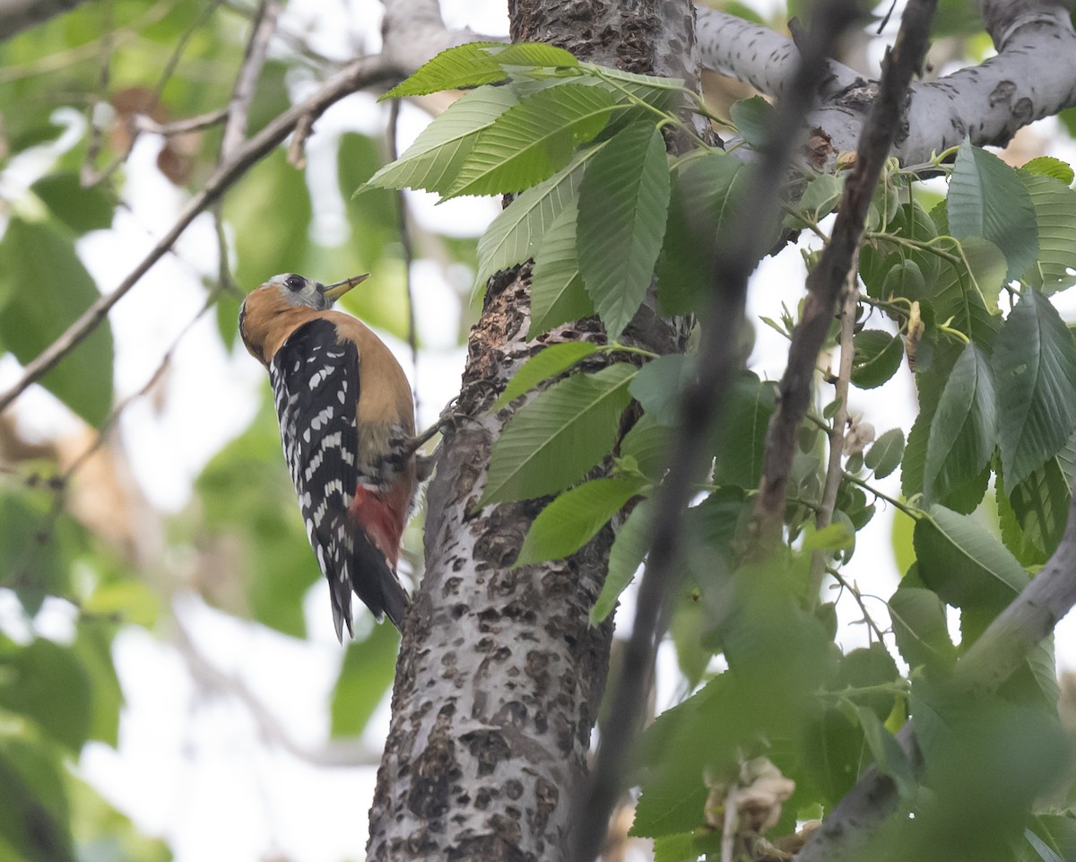 Rufous-bellied Woodpecker - ML618258761
