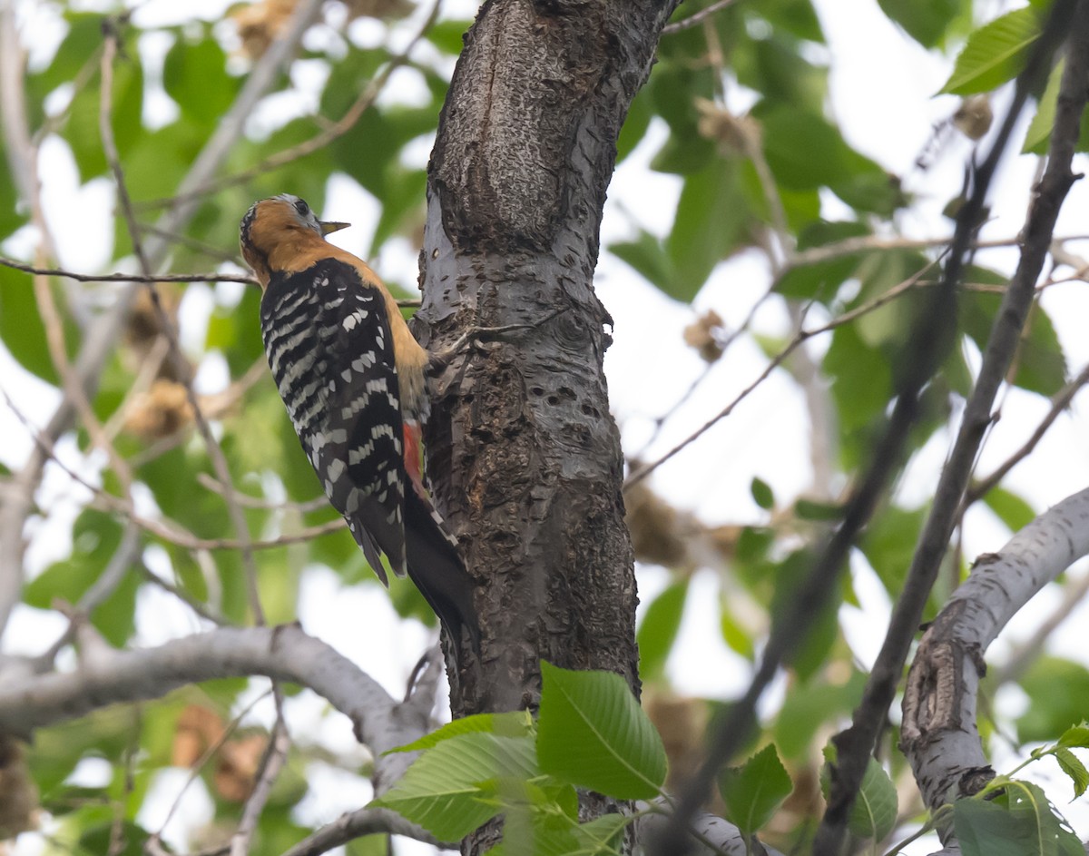 Rufous-bellied Woodpecker - ML618258762