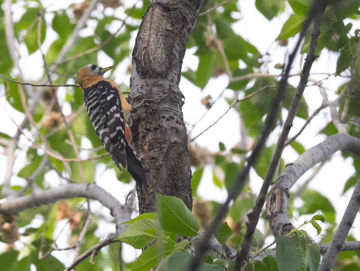 Rufous-bellied Woodpecker - Dong Yan