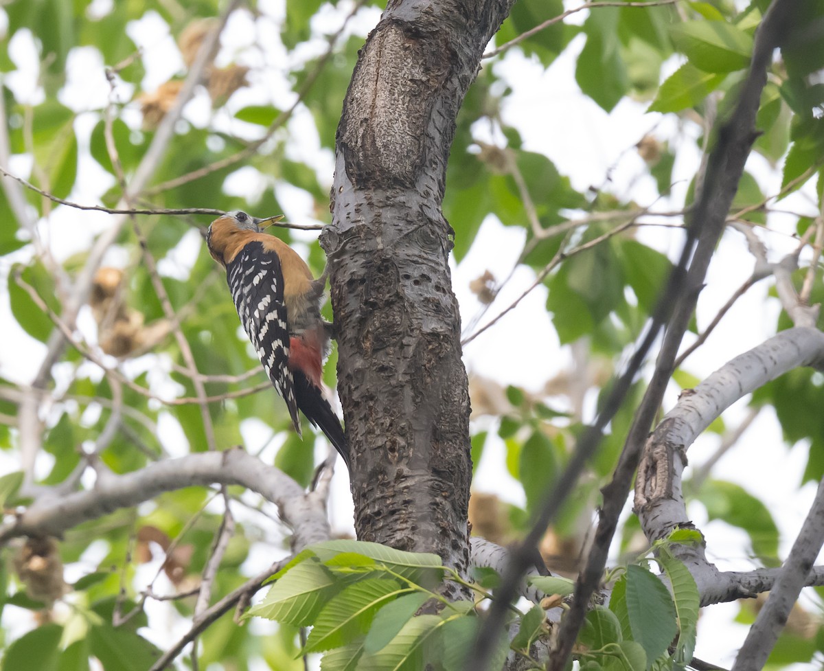 Rufous-bellied Woodpecker - ML618258764