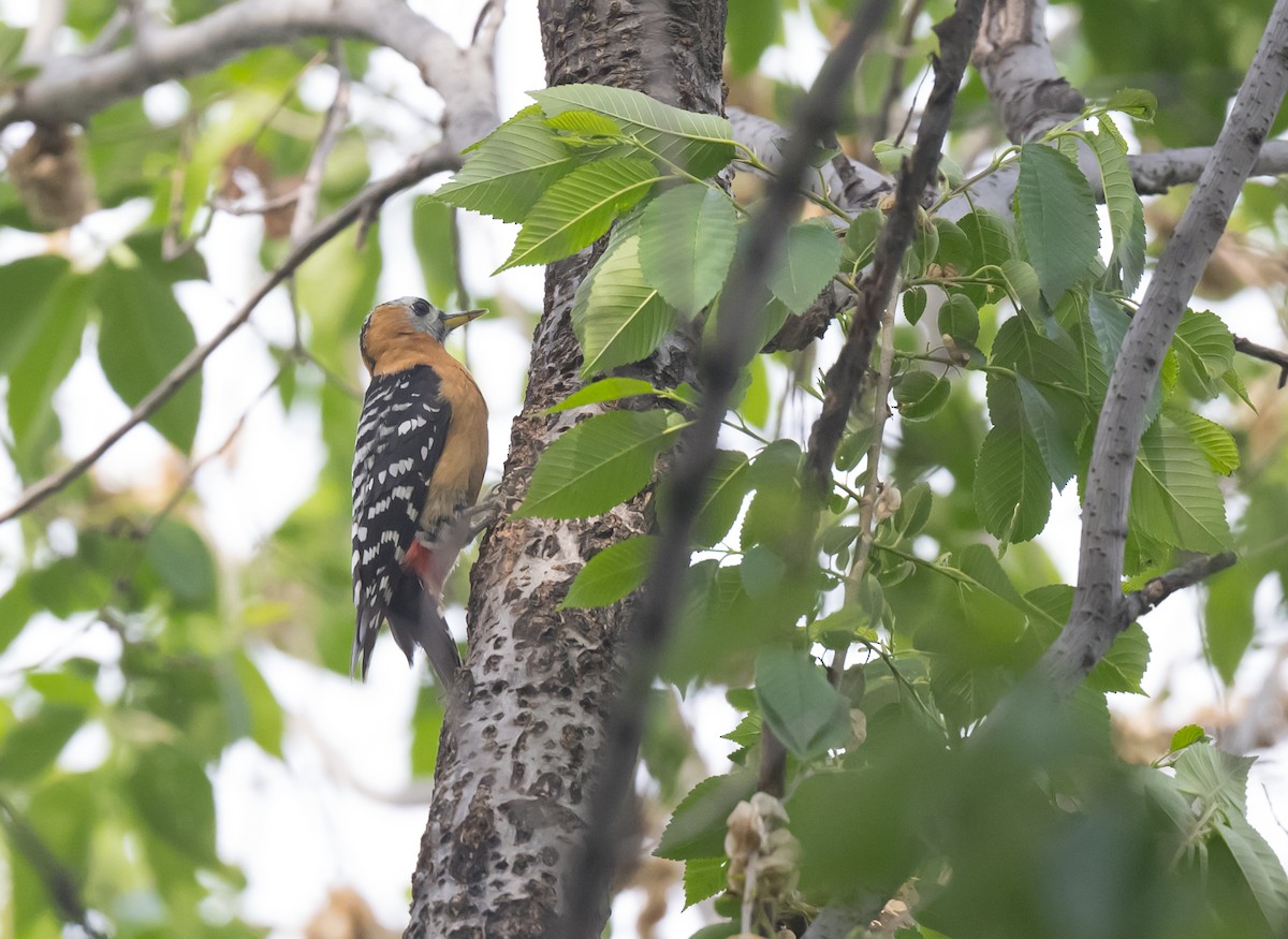 Rufous-bellied Woodpecker - Dong Yan