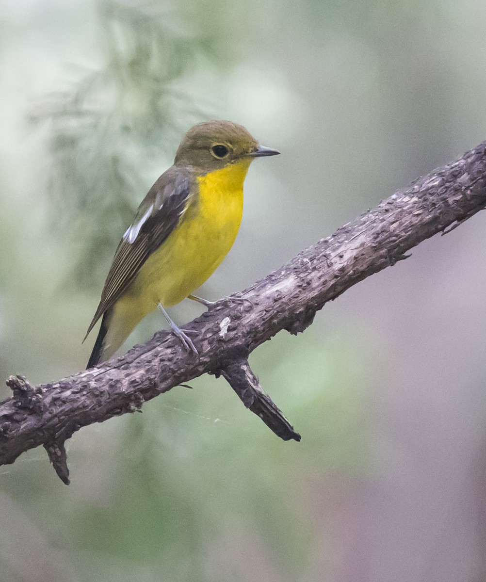 Green-backed Flycatcher - Dong Yan