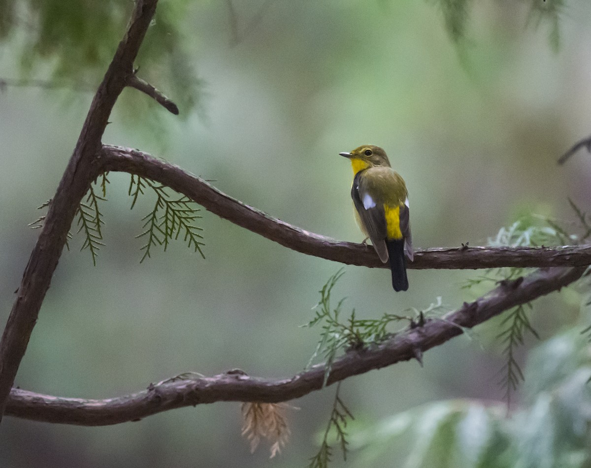 Green-backed Flycatcher - Dong Yan