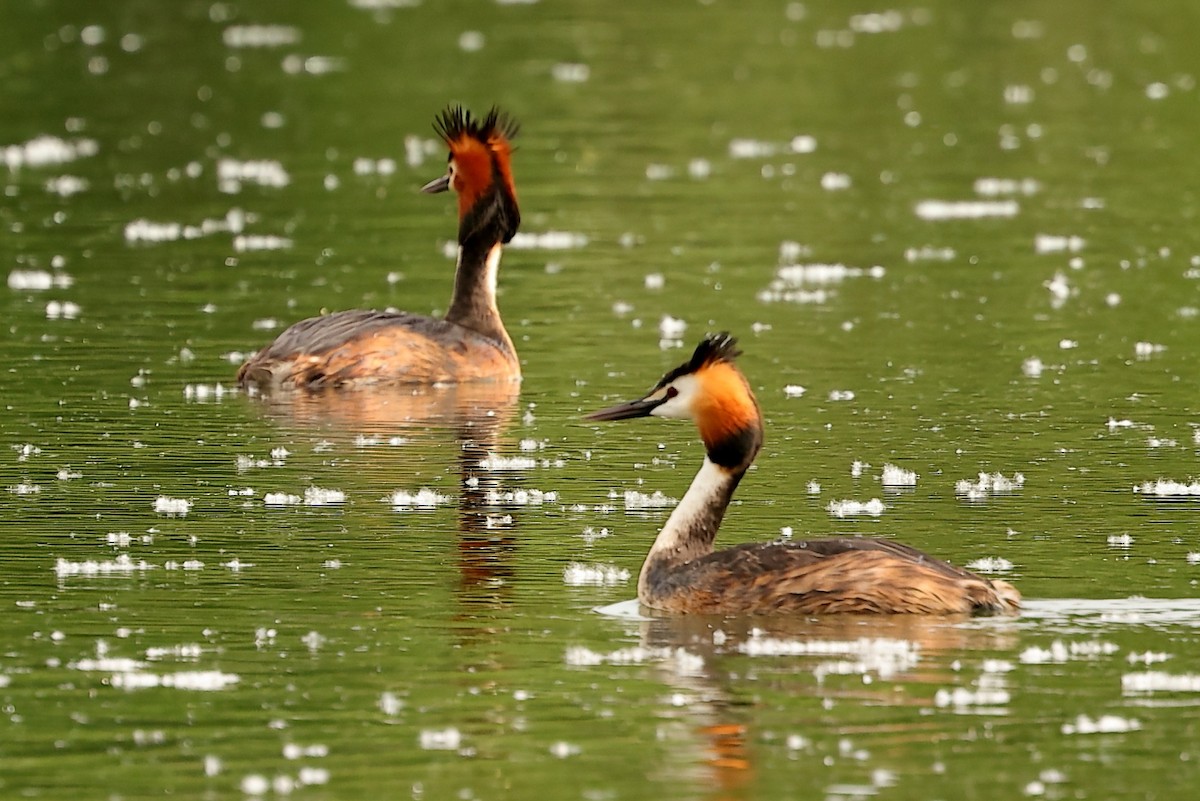 Great Crested Grebe - ML618258825