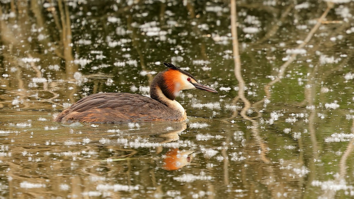 Great Crested Grebe - ML618258826