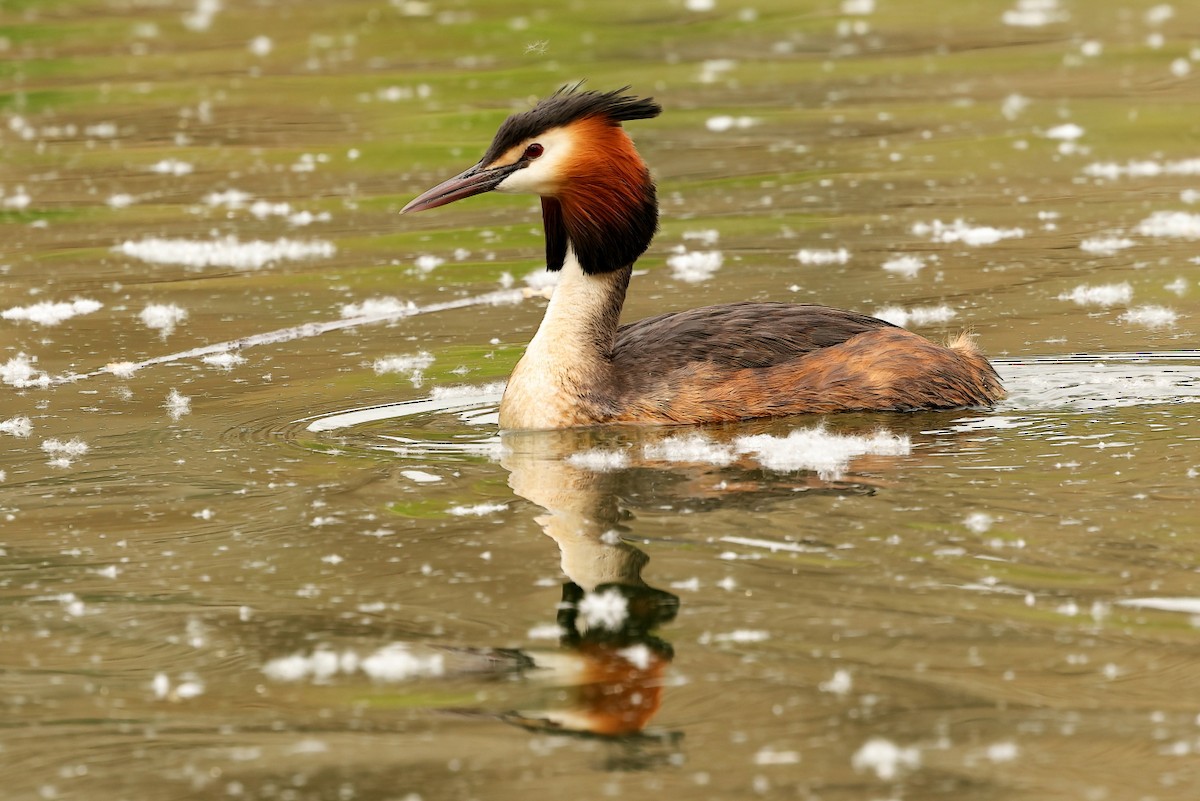 Great Crested Grebe - ML618258827
