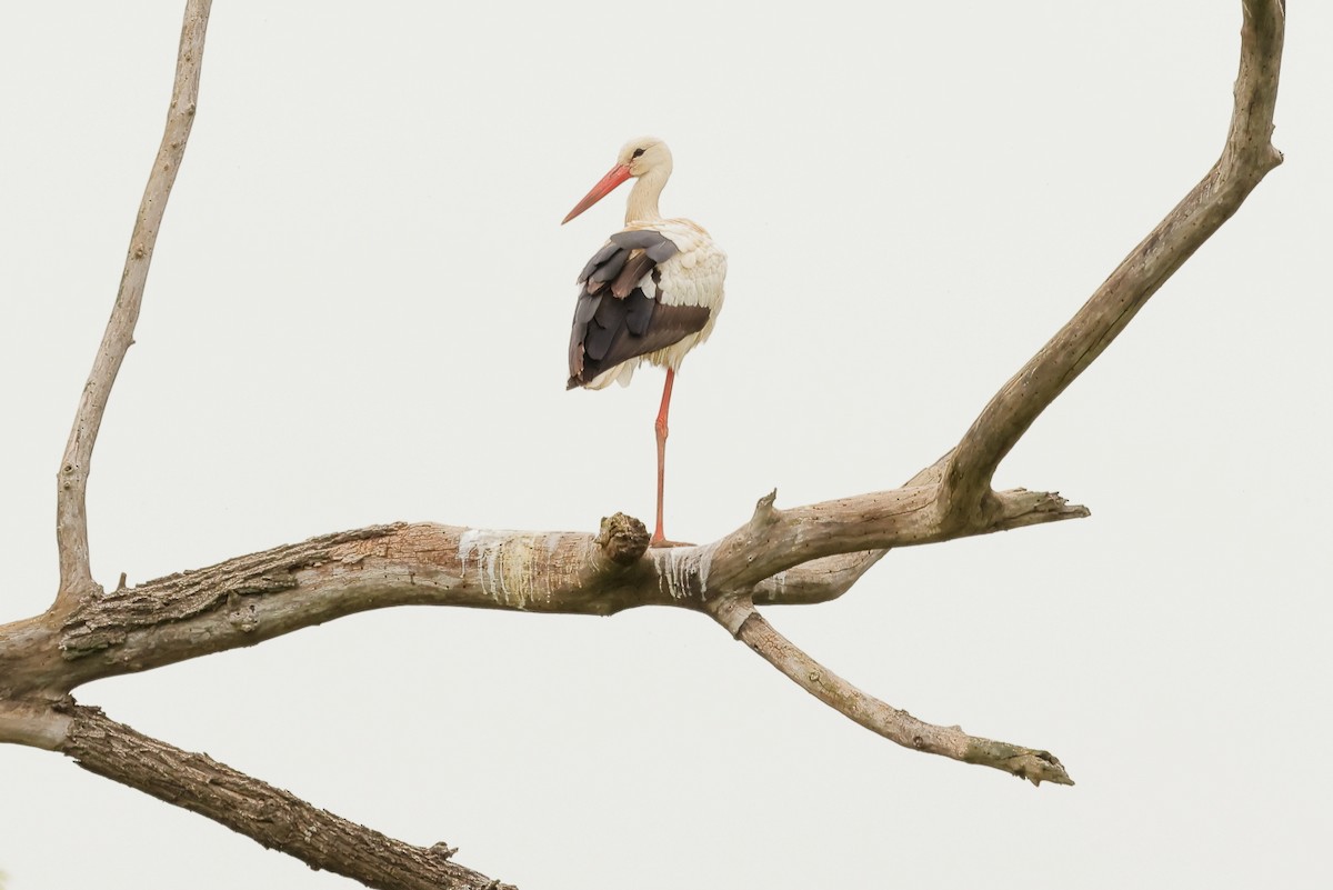 White Stork - JUAN CARLOS HEREDERO LAZARO