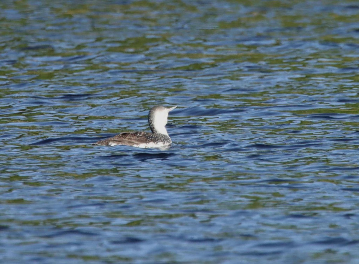 Red-throated Loon - ML618258851