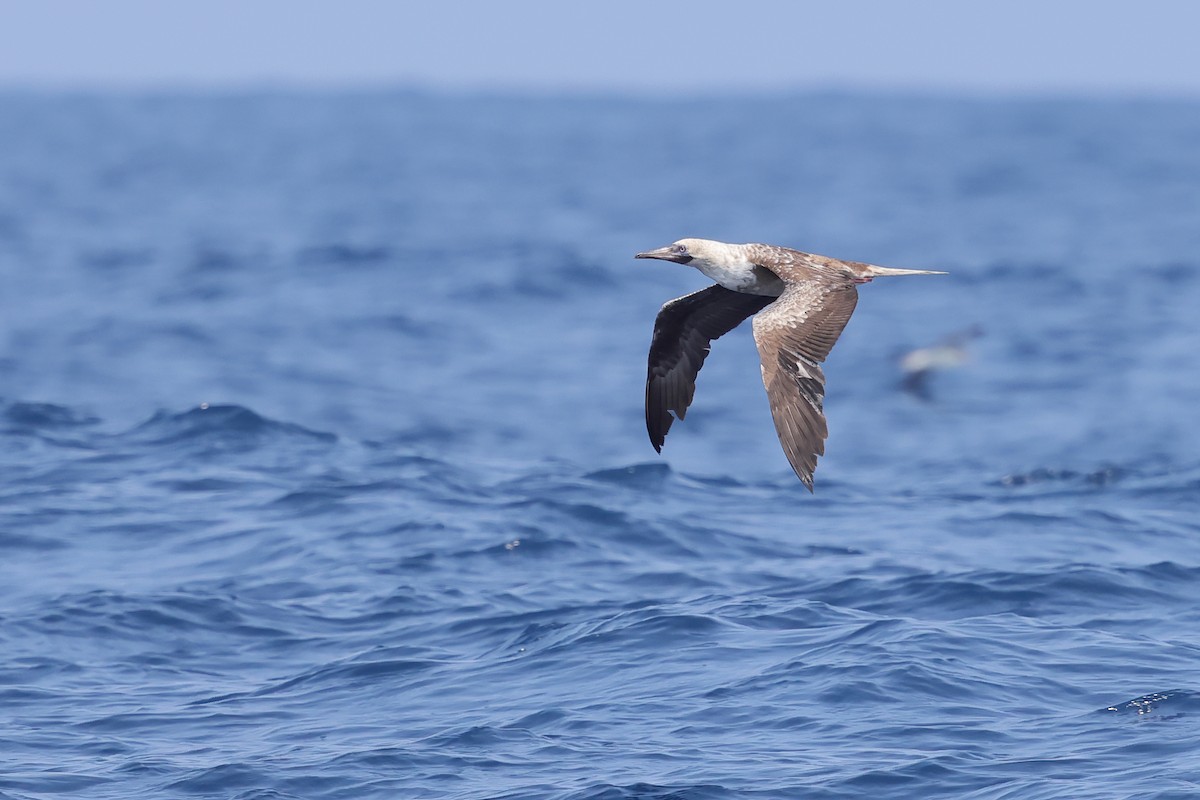 Red-footed Booby - ML618258913