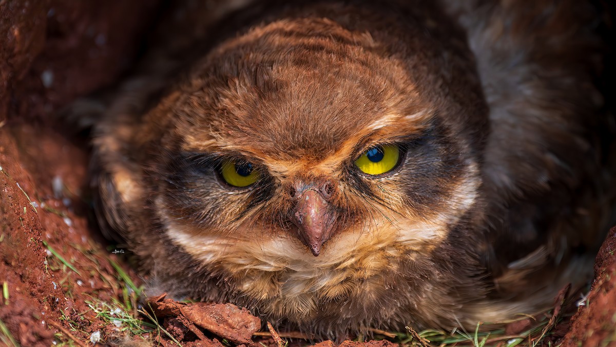 Burrowing Owl - Yosico Chu