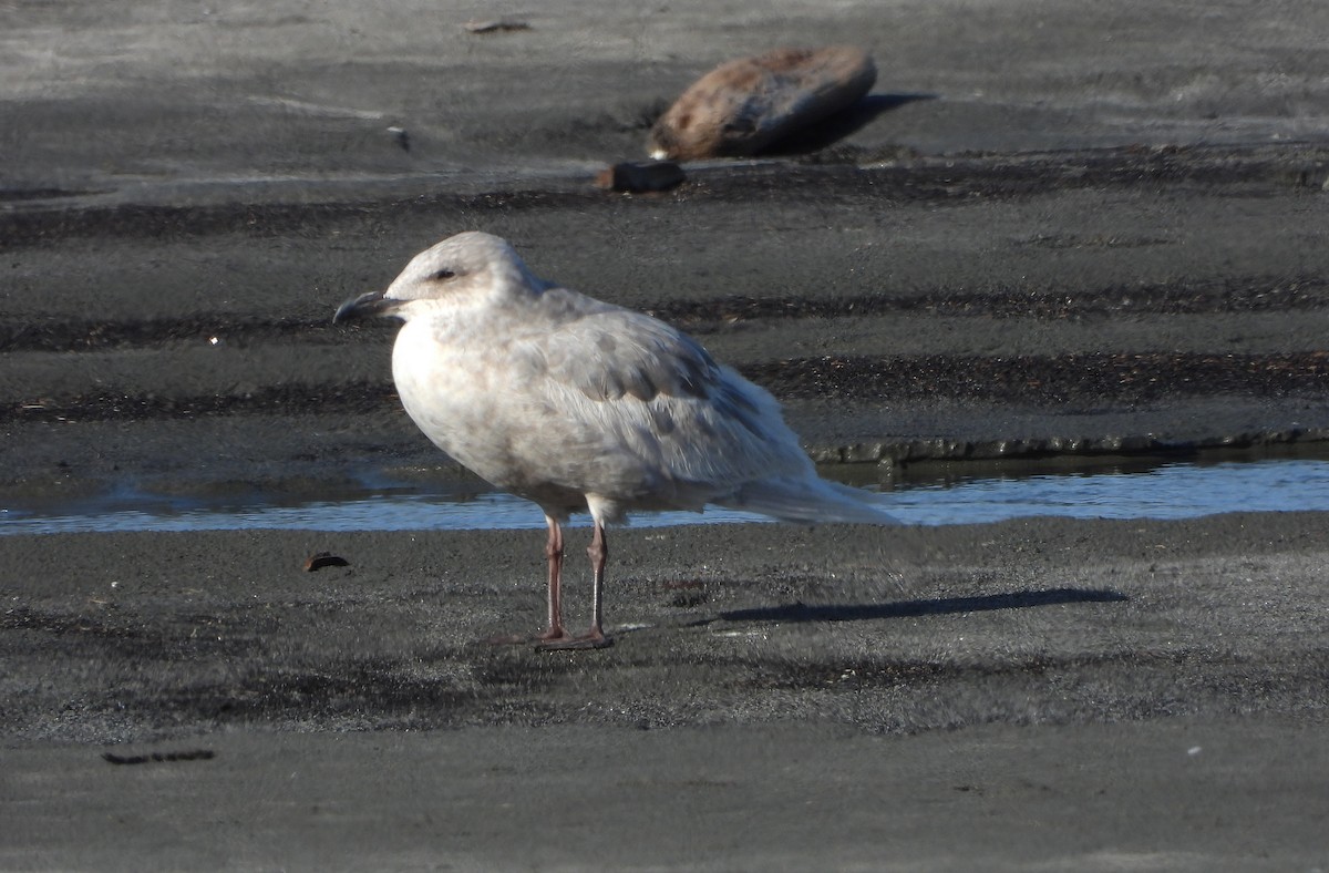 Glaucous-winged Gull - Paul Lewis