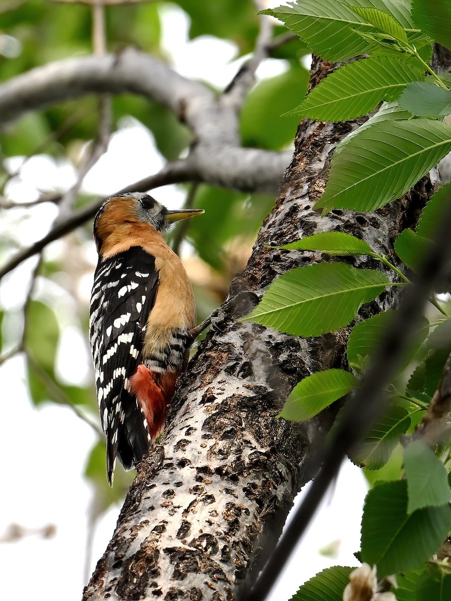 Rufous-bellied Woodpecker - peng su
