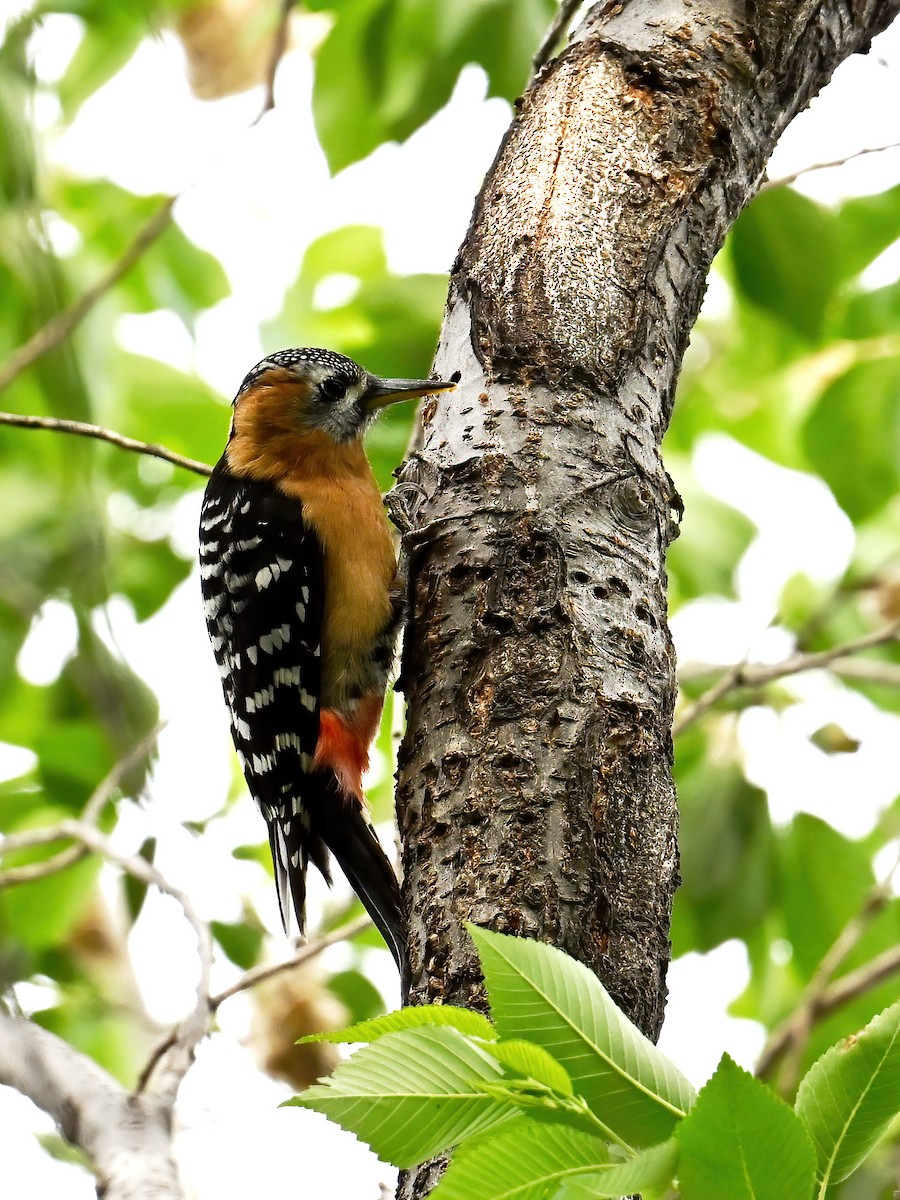 Rufous-bellied Woodpecker - peng su