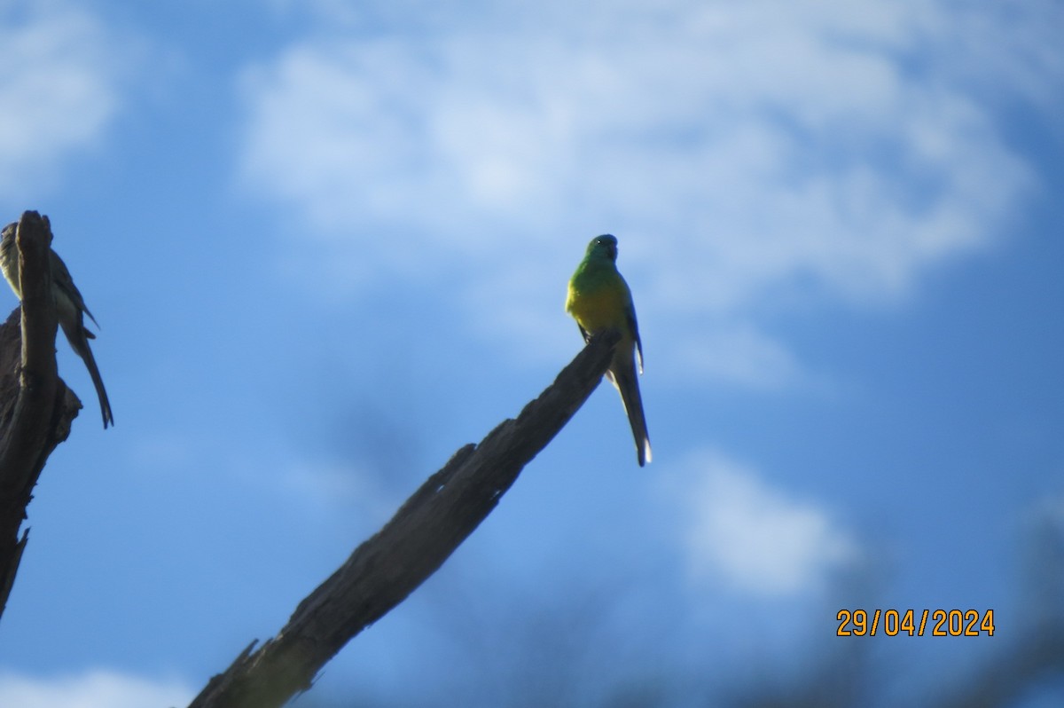 Red-rumped Parrot - Hitomi Ward
