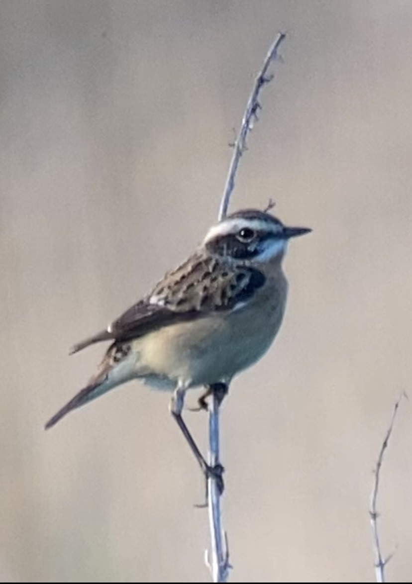 Whinchat - ML618258991