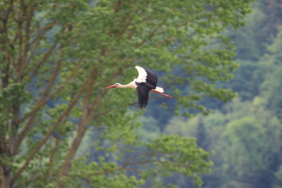 White Stork - Kuang-Ping Yu