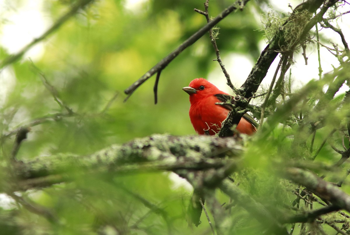 Scarlet Tanager - Scotty Lofland