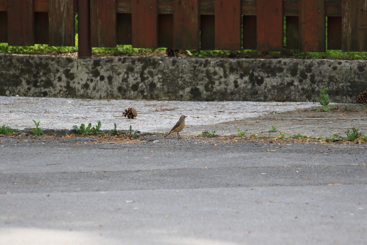 Common Redstart - Kuang-Ping Yu