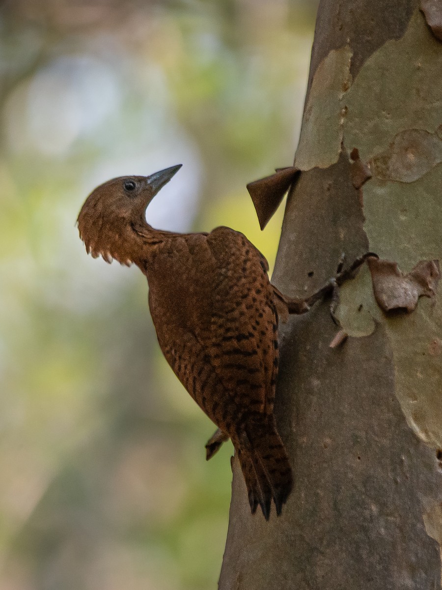 Rufous Woodpecker - ML618259046