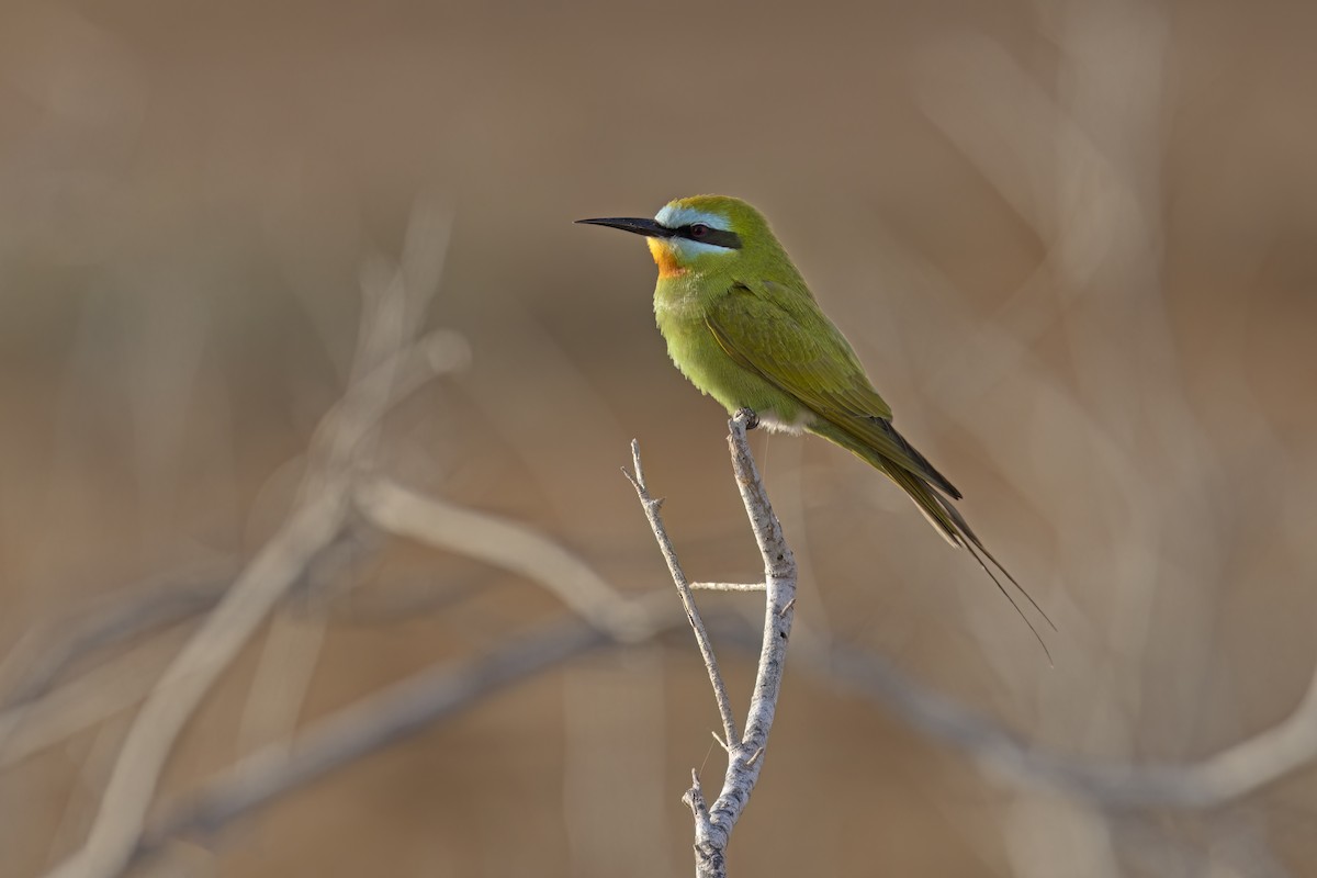 Blue-cheeked Bee-eater - ML618259104