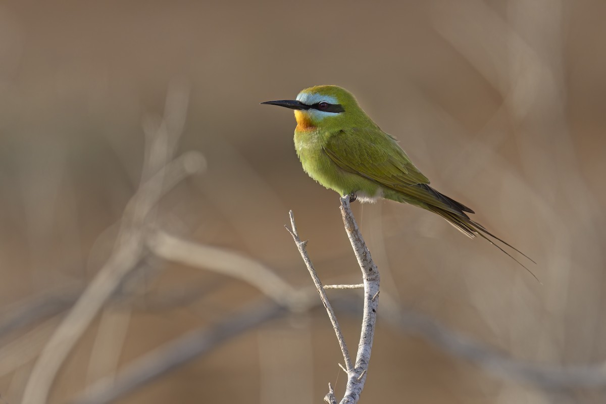 Blue-cheeked Bee-eater - ML618259111