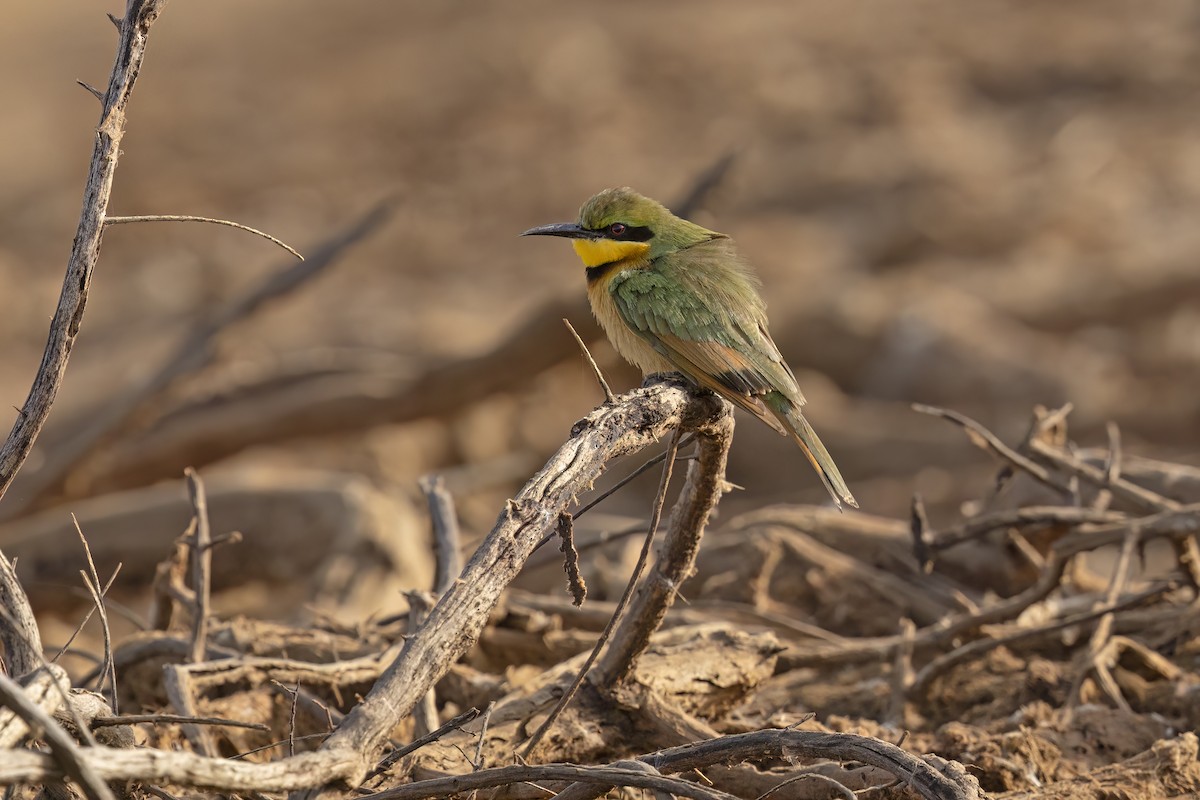 Little Bee-eater - ML618259114