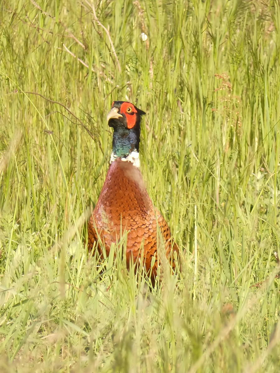 Ring-necked Pheasant - ML618259155