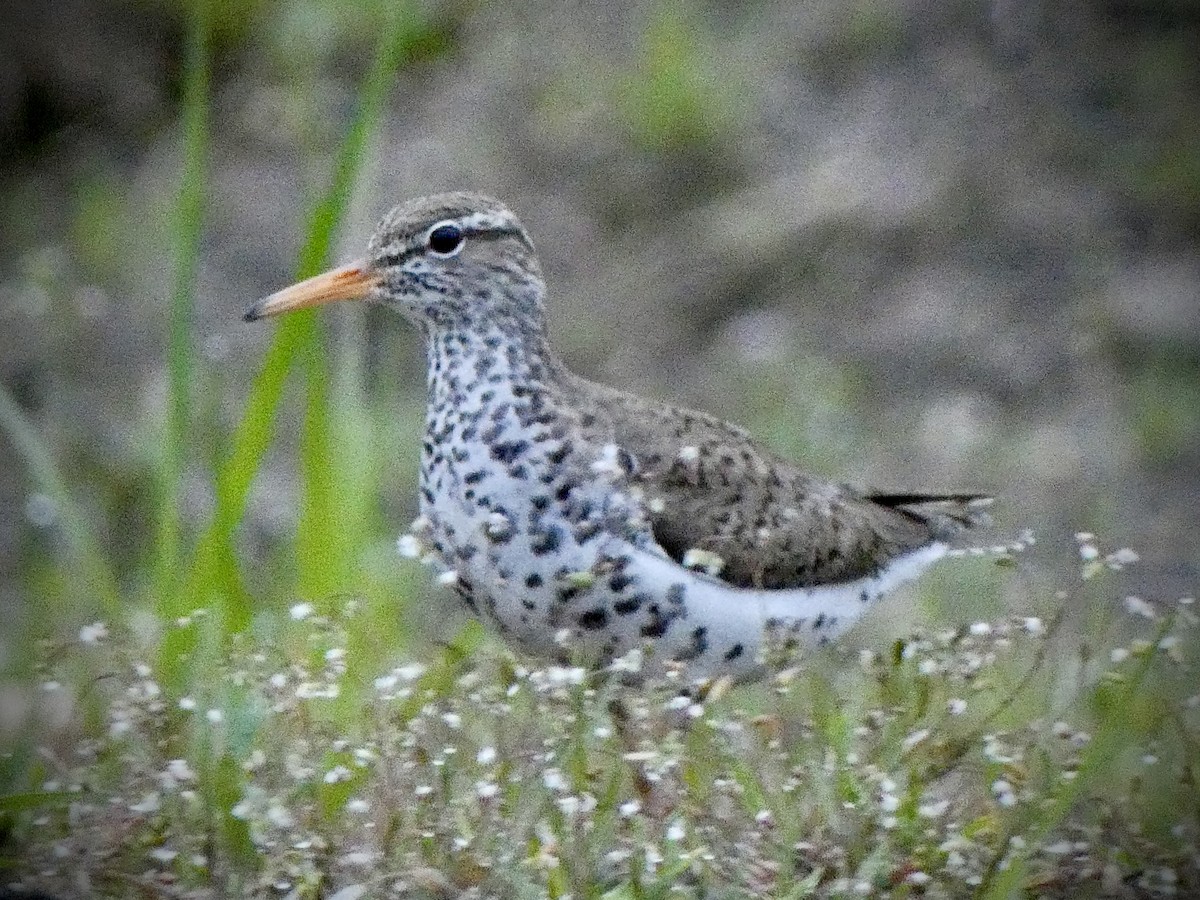 Spotted Sandpiper - Anthony Albrecht