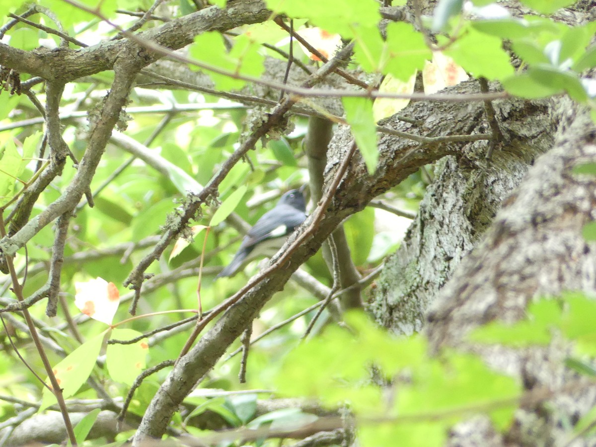 Black-throated Blue Warbler - Betty Holcomb