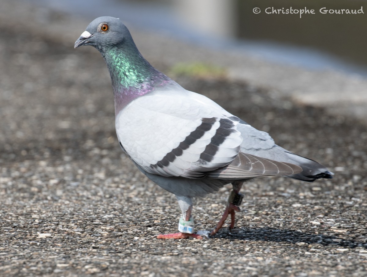 Rock Pigeon (Feral Pigeon) - Christophe Gouraud