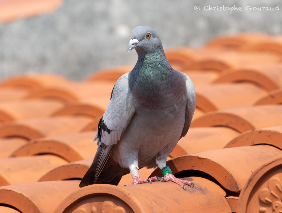 Rock Pigeon (Feral Pigeon) - Christophe Gouraud