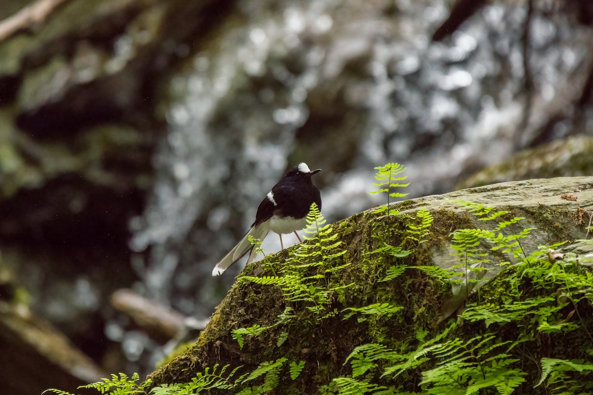 White-crowned Forktail - ML618259212