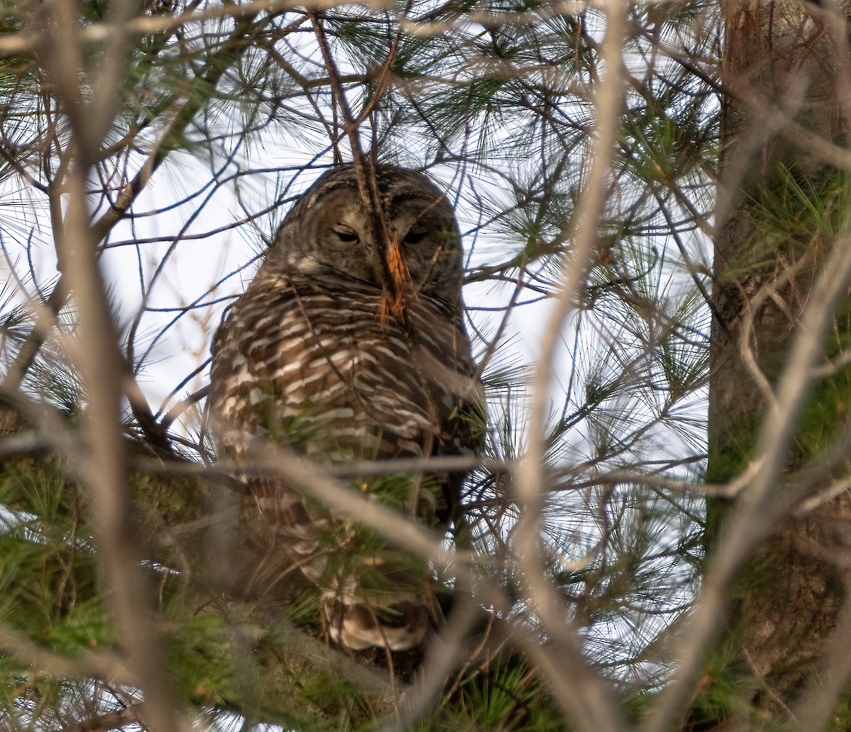 Barred Owl - lawrence connolly