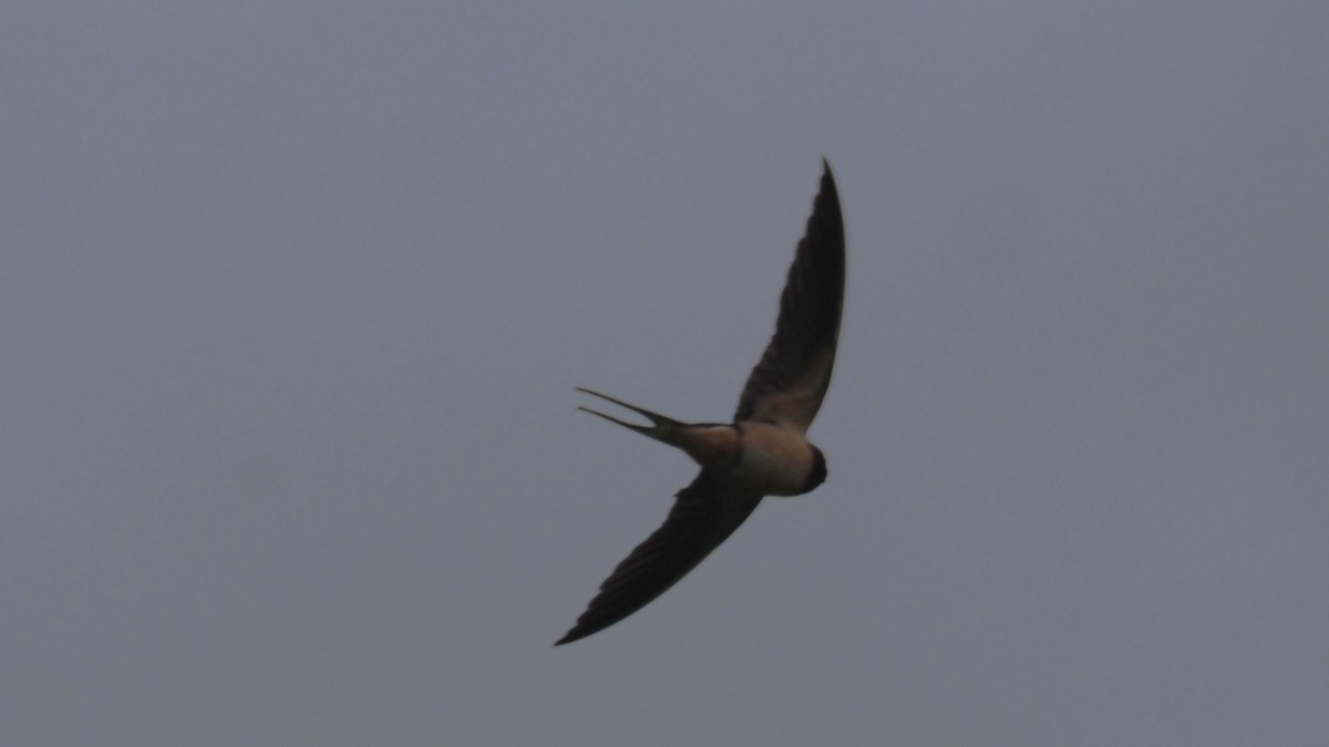 Barn Swallow - Bez Bezuidenhout