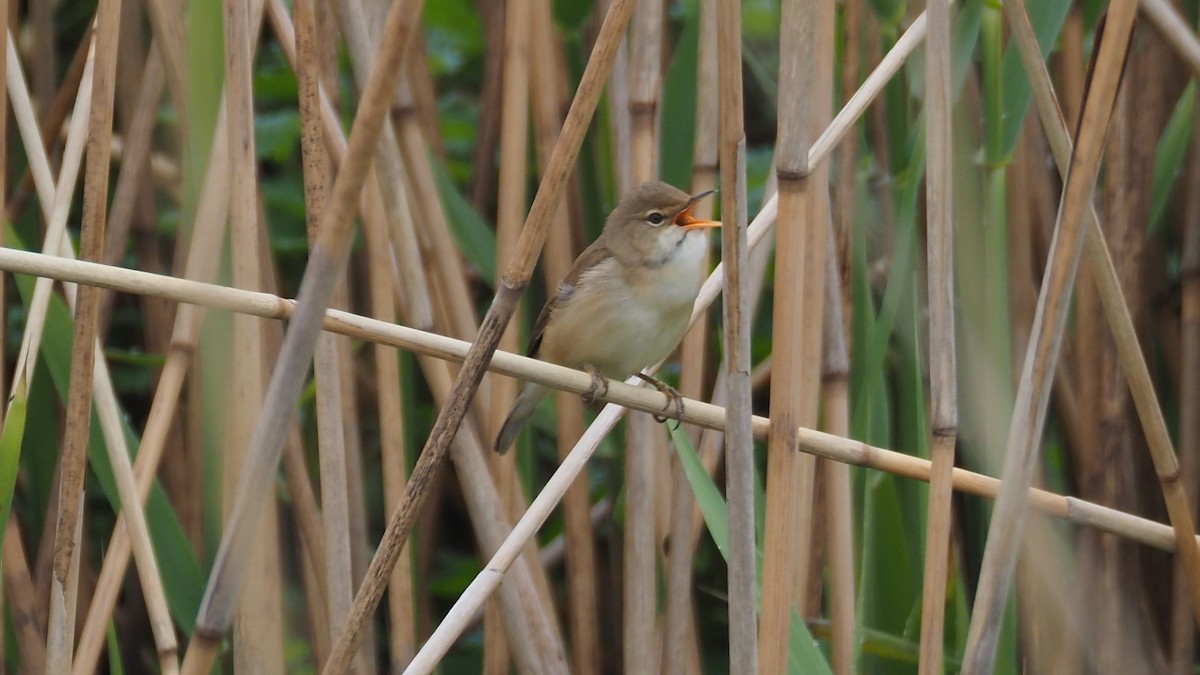 Common Reed Warbler - ML618259217