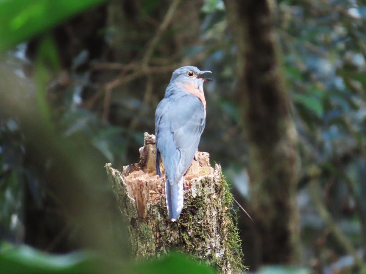 Fan-tailed Cuckoo - Chunhong LIU