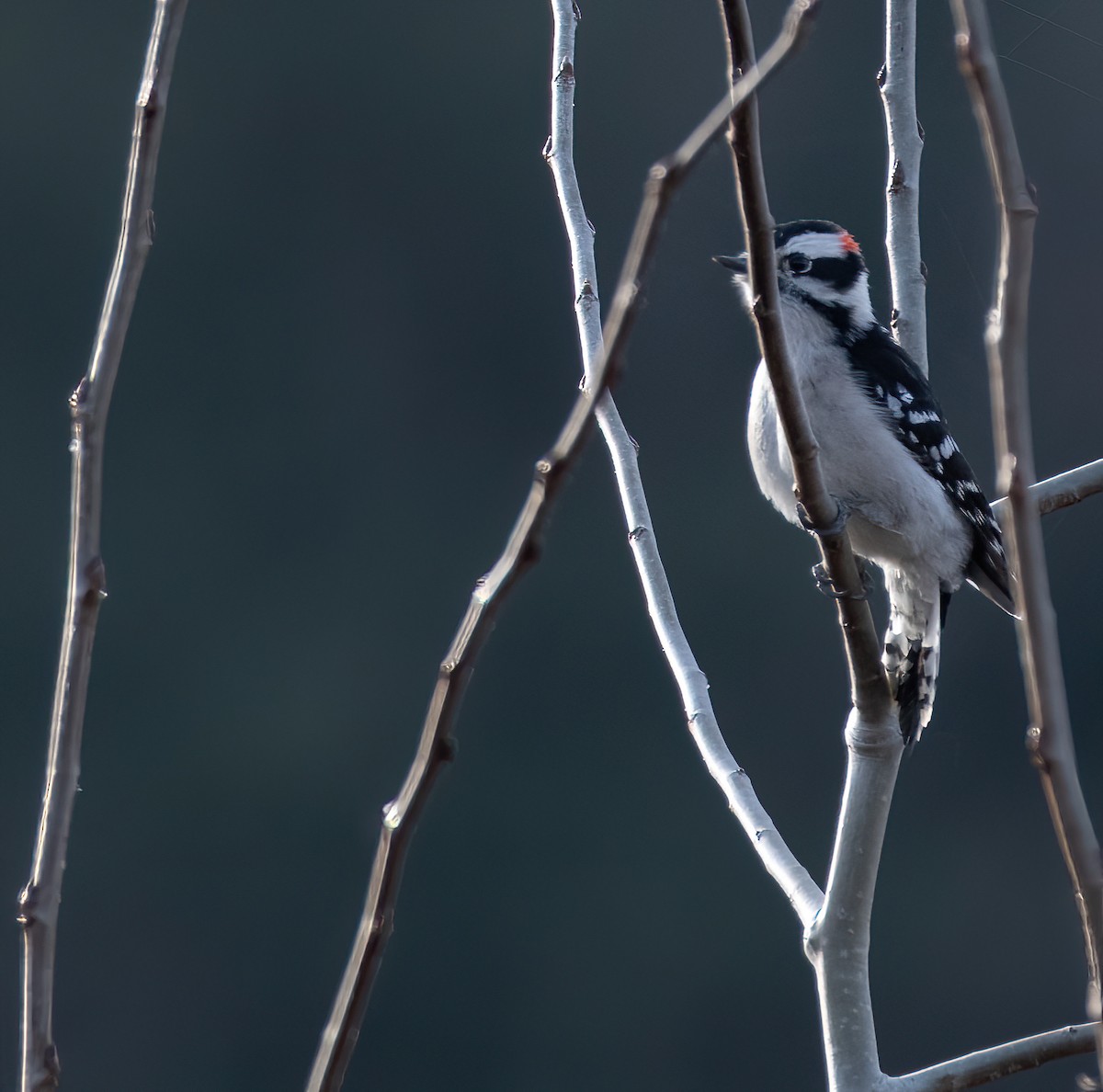 Downy Woodpecker - lawrence connolly